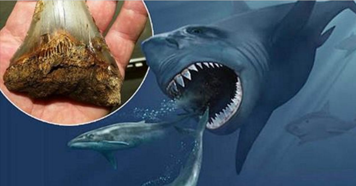 scoperto-dente-fossile-di-squalo